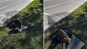 Illustration : "Une chienne terrifiée est abandonnée dans une cage et espère que quelqu’un lui viendra en aide"