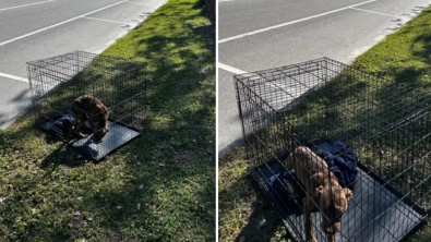 Illustration : "Une chienne terrifiée est abandonnée dans une cage et espère que quelqu’un lui viendra en aide"