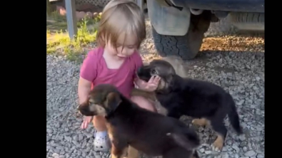 Illustration : "Un tout petit enfant tombe sous le charme de quatre adorables chiots de sauvetage"