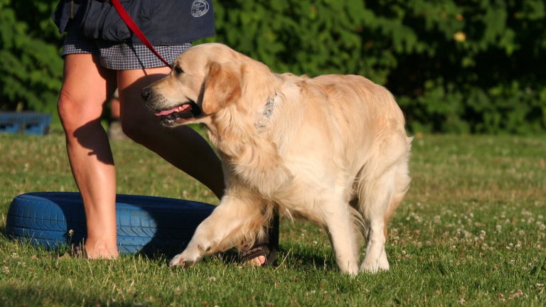 Apprendre La Marche En Laisse à Son Chien : Les étapes Clés