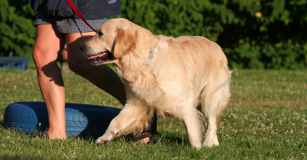 Apprendre La Marche En Laisse à Son Chien : Les étapes Clés