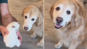 Illustration : "La rencontre entre un Golden Retriever et d’adorables chatons fait fondre le cœur des internautes"