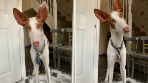 Illustration : "En seulement 20 minutes, cette chienne provoque le chaos et laisse sa propriétaire nettoyer pendant des heures"