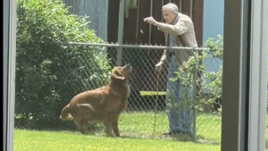 Illustration : "Un homme âgé trouve du réconfort auprès des chiens du voisinage"