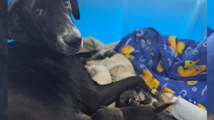 Illustration : "Une chienne au grand cœur qui venait de donner naissance à ses petits a accueilli un animal bien inhabituel dans sa tribu"