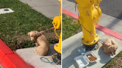 Illustration : "Des propriétaires irresponsables décident d’abandonner leur chien en l’attachant à une bouche d'incendie"