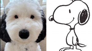 Illustration : "Un mini Sheepadoodle devient une célébrité pour sa ressemblance avec Snoopy"