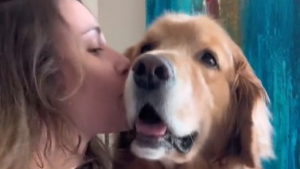 Illustration : "Ce Golden Retriever, friand de bisous, sait se faire comprendre pour en obtenir encore plus (vidéo)"