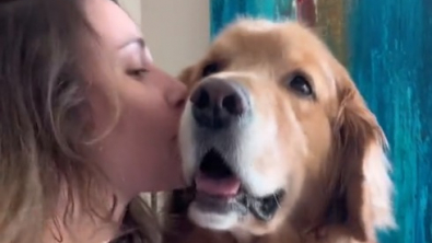 Illustration : "Ce Golden Retriever, friand de bisous, sait se faire comprendre pour en obtenir encore plus (vidéo)"