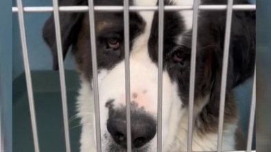 Illustration : "Une bénévole se mobilise afin d’aider Gina, une adorable chienne Saint-Bernard, à trouver sa famille pour la vie (vidéo)"