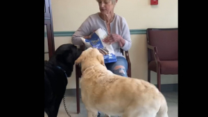 Illustration : "Ces deux Labradors séniors ne rêvent que d’une chose : trouver une famille qui acceptera de les adopter ensemble "