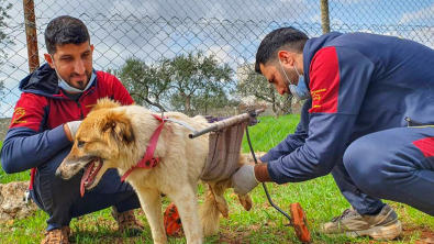 Illustration : "Victime d’un séisme, ce chien paralysé aspire à une nouvelle vie "