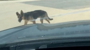 Illustration : "Un simple geste pour une chienne errante se transforme en mission de secours pour toute une portée (vidéo)"