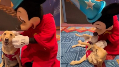 Illustration : Une pause magique pour cette chienne d'assistance Noodle qui rencontre son personnage Disney favori