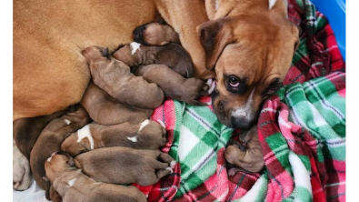 Illustration : L’histoire de Ginger, une chienne Boxer abandonnée alors qu’elle était sur le point de donner naissance à ses chiots