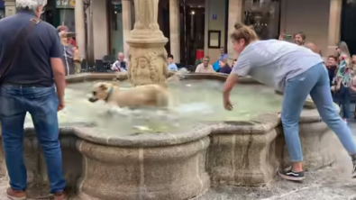 Illustration : "Une chienne profite de l’inattention de sa maîtresse pour plonger dans l’eau d’une fontaine"