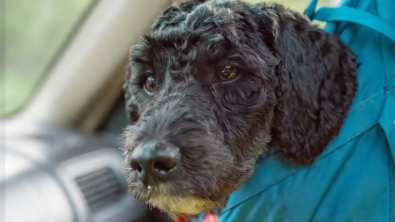 Illustration : "Une équipe de secouristes dévoués sauve Zola, Aussiedoodle perdue suite à une chute pendant une randonnée"