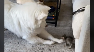 Illustration : "Kaya, une chienne Samoyède qui prend son nouveau rôle très à cœur auprès de Bernard le chaton (vidéo)"