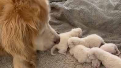 Illustration : "Une chienne devient mère de substitution pour une portée de chatons"