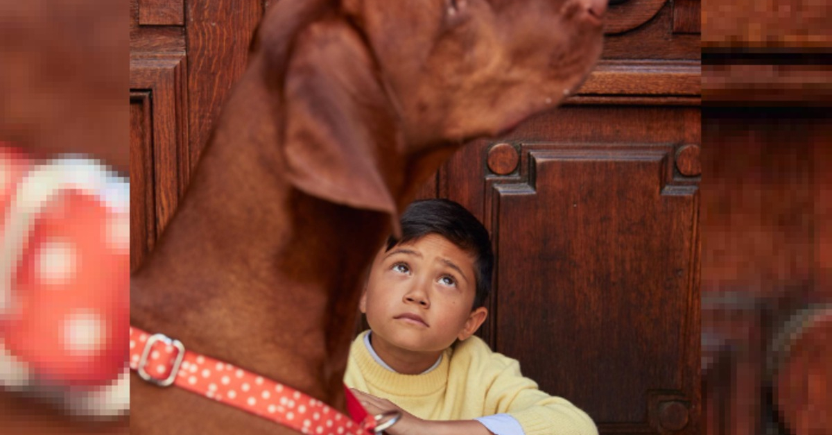 Harnais pour chien pois rouge • Bonpoint