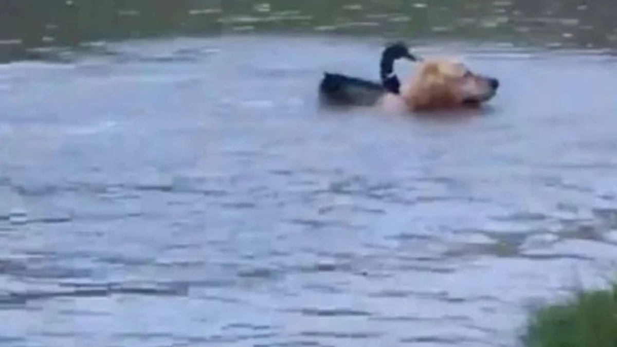 https://www.chien.fr/assets/img/001/945/1200x675/un-golden-retriever-et-un-canard-sauvage-se-retrouvent-tous-les-jours-pour-une-baignade.jpg