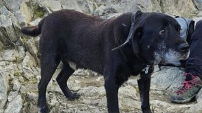 Illustration : "Un Labrador Retriever senior perdu retrouve son chemin grâce à l'aide de randonneurs et d'un garde forestier"