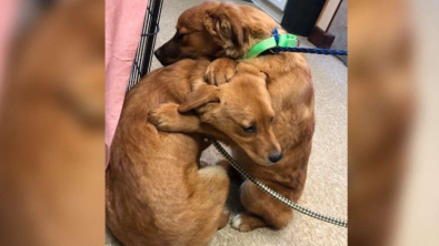 Illustration : "Abandonnés dans un enclos insalubre, ces deux chiots se soutiennent mutuellement en se serrant entre leurs pattes "