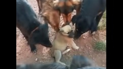 Illustration : "Ce chiot, intimidé et anxieux par son arrivée au refuge, a reçu le plus beau des accueils par les pensionnaires de l’établissement (vidéo)"