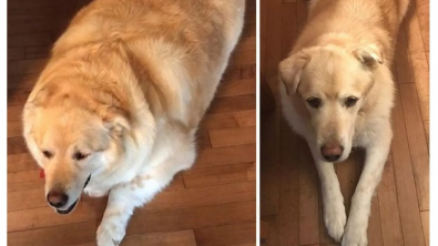 Illustration : "Un Golden Retriever en état d’obésité morbide recouvre le chemin de la santé grâce à une bénévole dévouée (vidéo)"