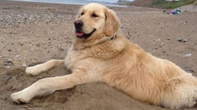 Illustration : "Un chauffeur de taxi gâte une chienne malade en la conduisant à la plage chaque semaine"