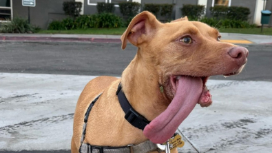 Illustration : "Un sourire en plus mais une mâchoire en moins pour ce chien qui aurait pu mourir sans l’intervention des bénévoles "