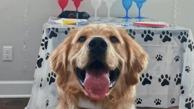 Illustration : Une fête surprise inoubliable pour le premier anniversaire de ce Golden Retriever 