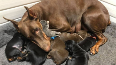 Illustration : Maman de 6 chiots, cette femelle Dobermann accepte un nouveau petit un peu différent des siens