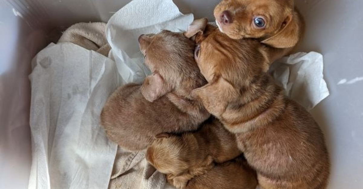 4 chiots abandonnés dans une valise au bord d'une route sont aujourd'hui à  la recherche de leur foyer pour toujours