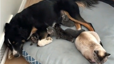 Illustration : "Toby, le croisé Border Collie et Berger Australien, est une véritable maman poule pour 6 chatons nouveau-nés (vidéo)"