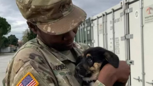 Illustration : "Un sergent de l'armée met tout en œuvre pour ramener chez elle un chiot errant rencontré en mission"