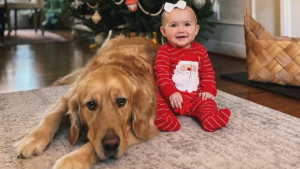 Illustration : "Deux adorables Golden Retrievers accueillent avec joie le nouveau-né de la famille (vidéo)"