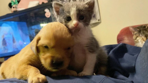 Illustration : "Tous les deux orphelins, ce chiot et ce chaton trouvent l’un en l’autre la famille qu’ils avaient perdue"