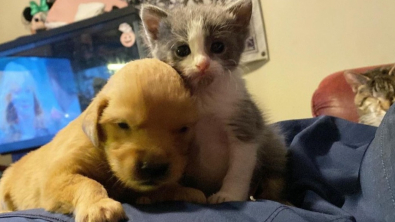 Illustration : "Tous les deux orphelins, ce chiot et ce chaton trouvent l’un en l’autre la famille qu’ils avaient perdue"