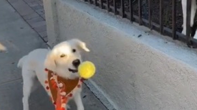 Illustration : "A chaque promenade, cette chienne reçoit un cadeau de la part de son voisin canin  "