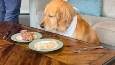 Illustration : "Test de résistance à la tentation pour cette Golden Retriever face à deux steaks appétissants "