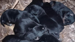 Illustration : "Une histoire d’amour sans lendemain entre deux chiens conduit à la naissance de 9 chiots "