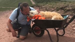 Illustration : "La dernière aventure de Monty, un chien passionné de randonnée atteint d’une leucémie en phase terminal "