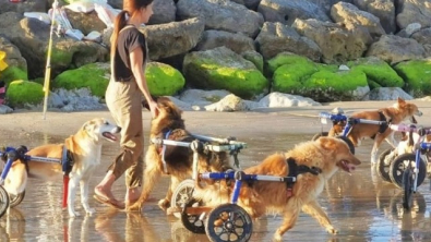 Illustration : "Les chiens handicapés d’un refuge profitent d’un pur moment de bonheur lors d’une escapade sur la plage en compagnie de leur bienfaitrice (vidéo)"