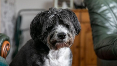 Illustration : "Voici Fergus, le Bearded Collie devenu un héros en portant secours à sa voisine âgée de 91 ans"