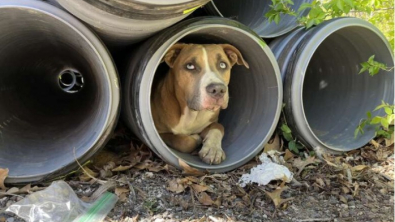 Illustration : "Des ouvriers ont fait une étonnante découverte sur leur chantier, en trouvant un chien coincé dans un tuyau"