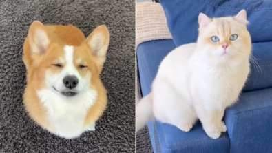 Illustration : "Ce chat et ce Corgi s’unissent pour faire les plus belles bêtises à l’insu de leurs propriétaires (vidéo)"