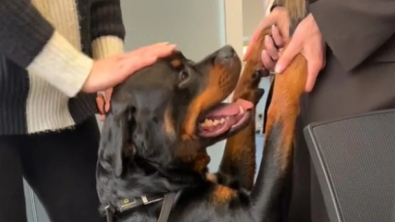 Illustration : "Ce Rottweiler a ravi le cœur des collègues de sa maîtresse, qui a été obligée de l’emmener à une importante réunion de travail (vidéo)"