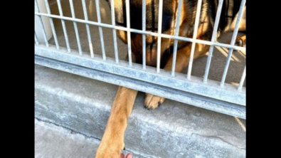 Illustration : "Dans l'attente d'une famille pour la vie, cette jeune chienne sait attirer l’attention des visiteurs s'approchant de son enclos au refuge (vidéo)"