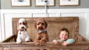 Illustration : "Découvrez l’adorable amitié entre Cooper et Lily, 2 Labradoodle, avec leur petit frère humain (vidéo)"